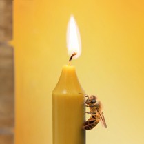 beeswax-candles